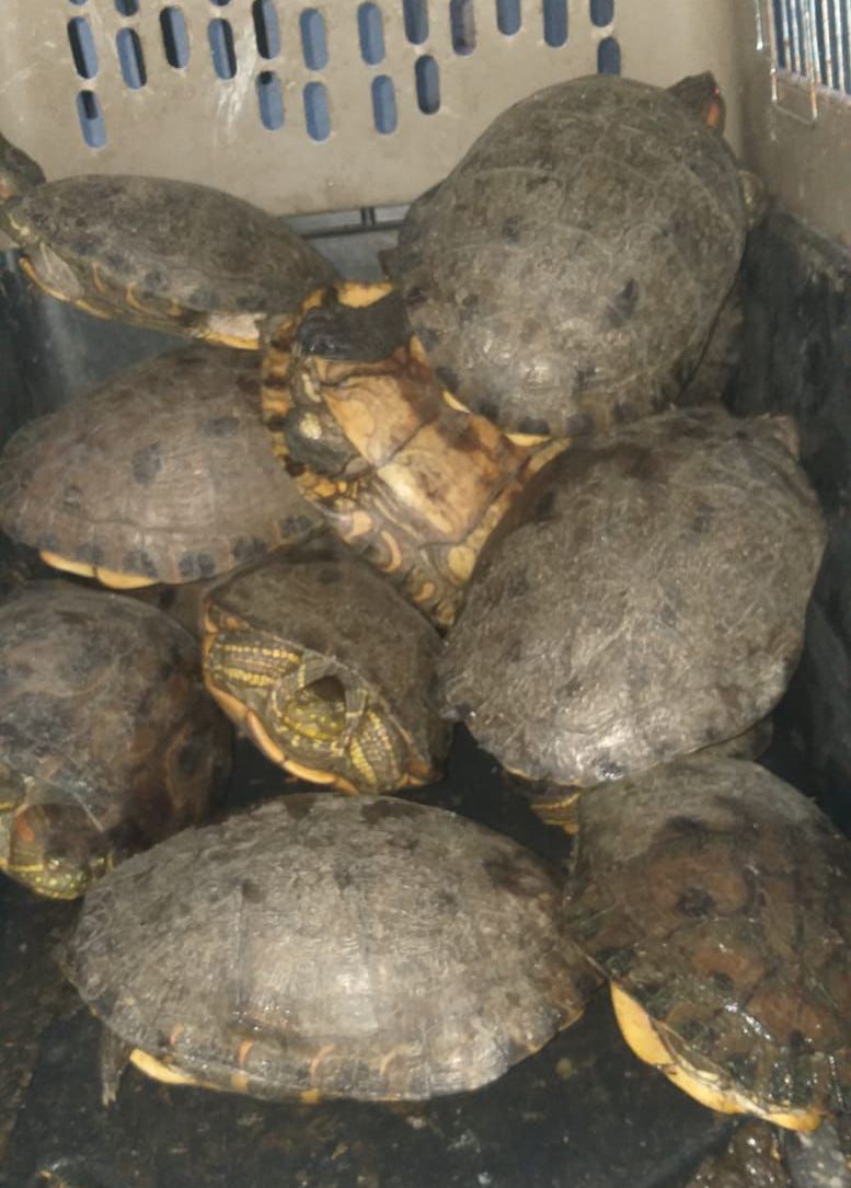 “La lucha por la protección de las especies silvestres es de todos los días”: CORPAMAG  