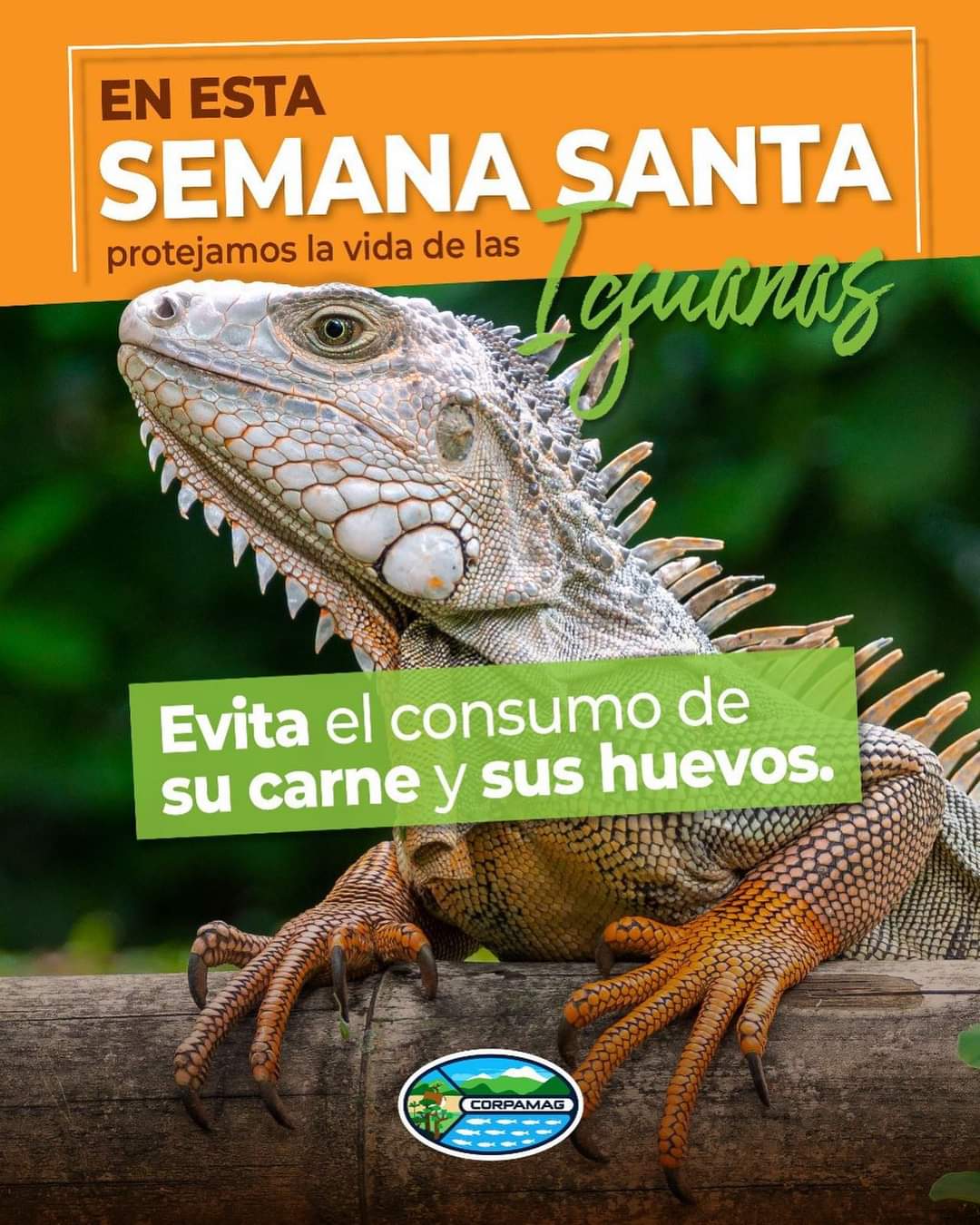 Es Semana Santa, días cruciales para Jesús, las iguanas e hicoteas