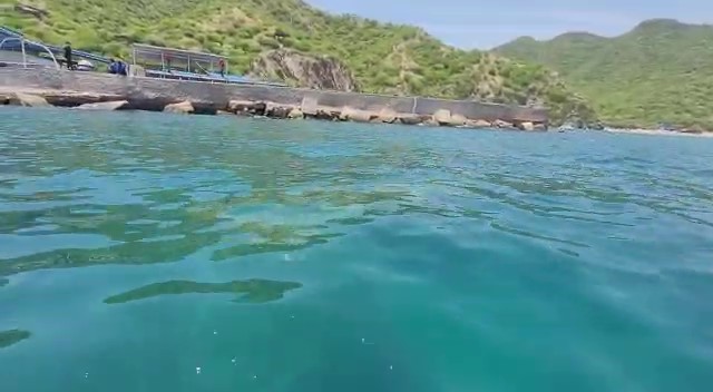 Un Manatí se pasea por las playas de Inca Inca y Blanca ¡Cuidémoslo!