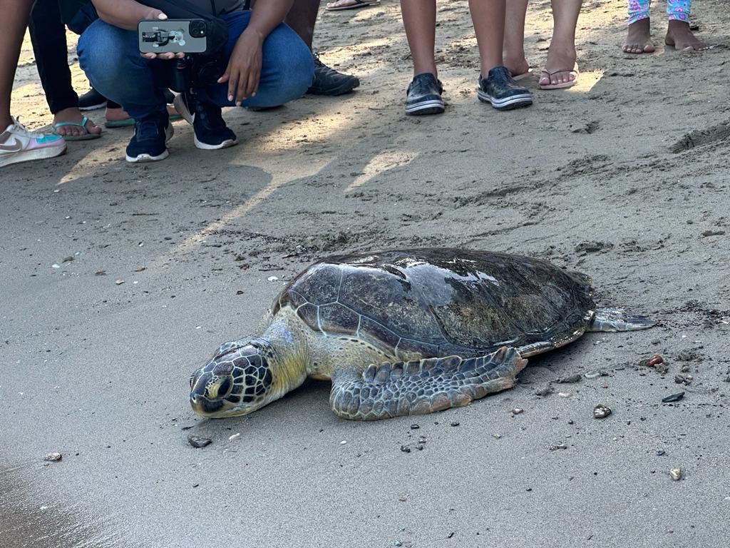 ¡Hecho en casa! Tortuga verde con virus fibropapiloma está sana, regresó a su hábitat