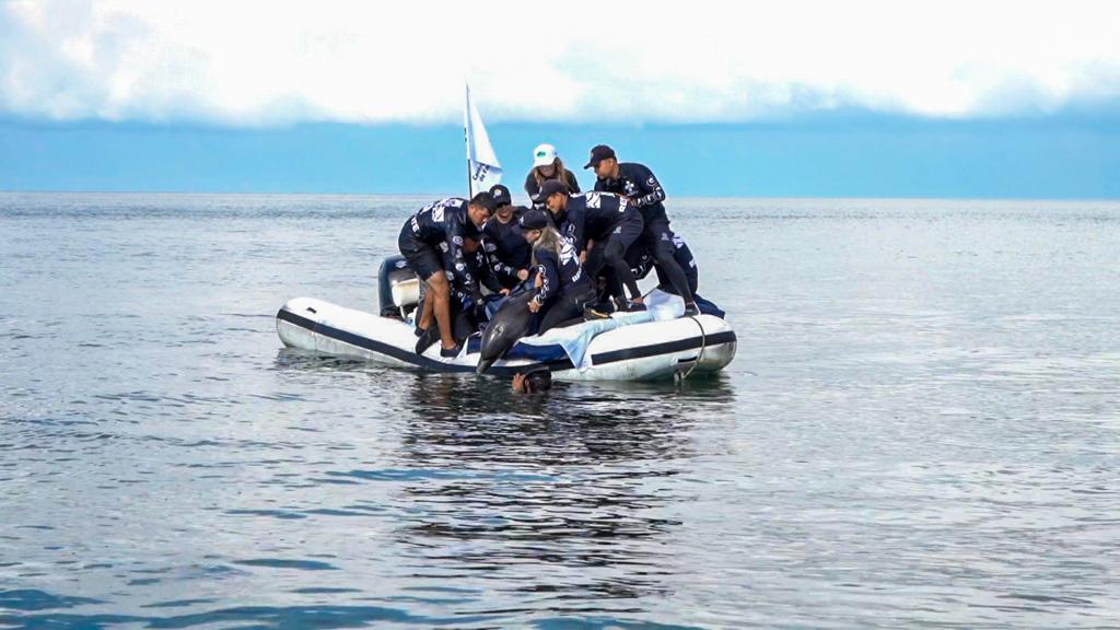El ‘Nariz de Botella’, ya está de regreso al mar Caribe