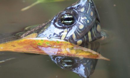 Muere Jesús, que no muera más nadie, salvemos la fauna silvestre