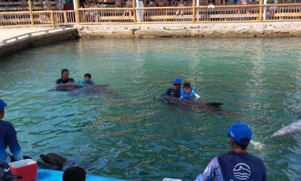 Delfines el mejor amigo de un niño autista