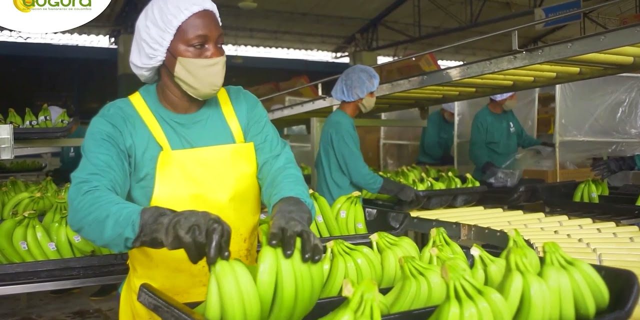 Día Internacional del Banano:  AUGURA Conmemora con compromiso
