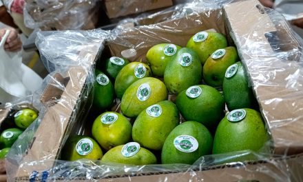 Mango de Azúcar: Su primer viaje por mar a los Estados Unidos