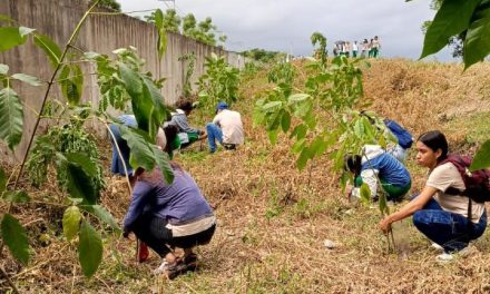En Salamina CORPAMAG junto a estudiantes lideró jornada de siembra de 100 árboles  