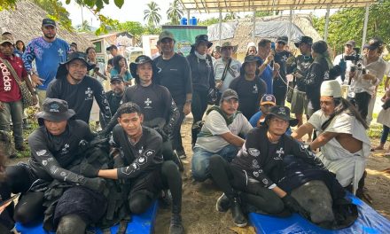 Los manatíes Genemaka y Sobrado de Tiburón ‘gorditos’ y con buena salud regresan a su hábitat