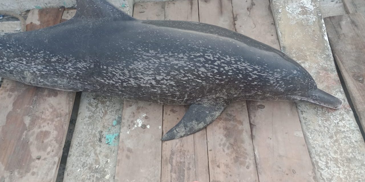 Delfín encontrado muerto, fue diagnosticado con Brucelosis