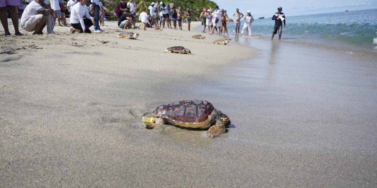 CORPAMAG, Fundación Museo del Mar, Mundo Marino y PETROBRAS unidos en la liberación de 79 tortugas marinas
