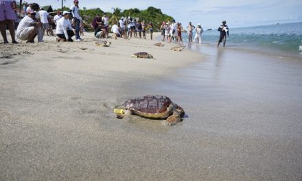 CORPAMAG, Fundación Museo del Mar, Mundo Marino y PETROBRAS unidos en la liberación de 79 tortugas marinas