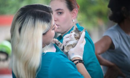 Gatos de Santa Marta sufren triste mensaje de abandono,  entra en acción la Alcaldía