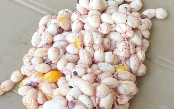 CORPAMAG junto a la Policía trabajan para frenar el tráfico ilegal de huevos de Iguana