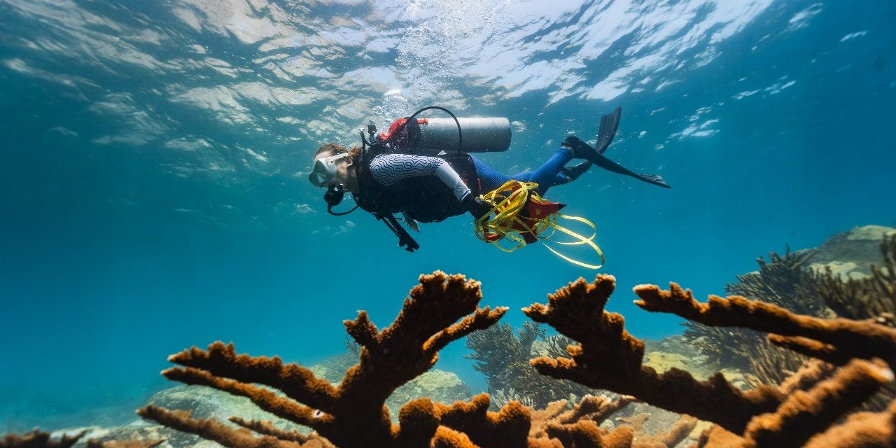 Agenda Azul 500 años: CORPAMAG y Fundación CIMC, unen esfuerzos para proteger el ecosistema de corales en El Morro de Santa Marta