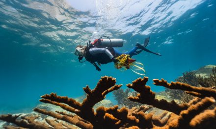 Agenda Azul 500 años: CORPAMAG y Fundación CIMC, unen esfuerzos para proteger el ecosistema de corales en El Morro de Santa Marta