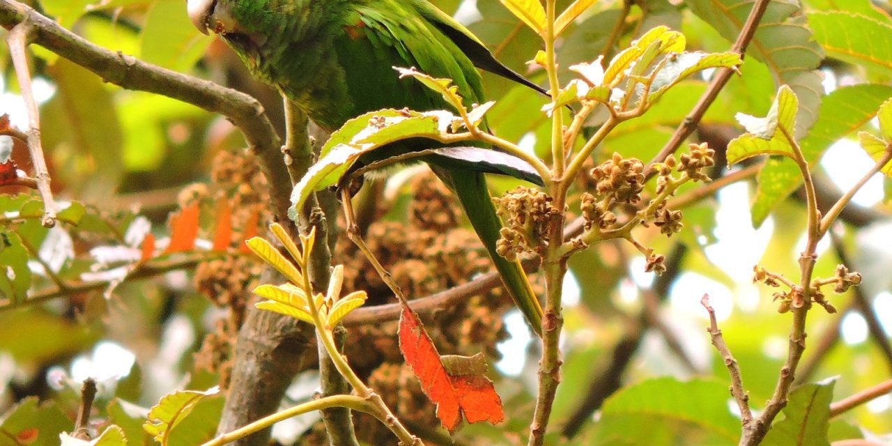 CORPAMAG y ProCAT, lideran taller para construir Plan de Manejo y Conservación del Loro y la Guacamaya en la Sierra