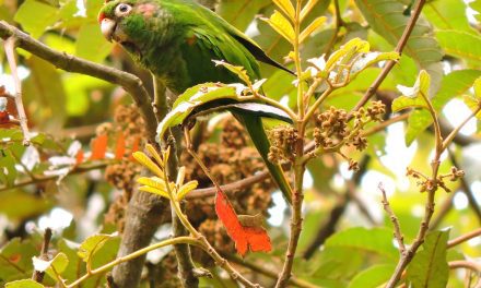 CORPAMAG y ProCAT, lideran taller para construir Plan de Manejo y Conservación del Loro y la Guacamaya en la Sierra