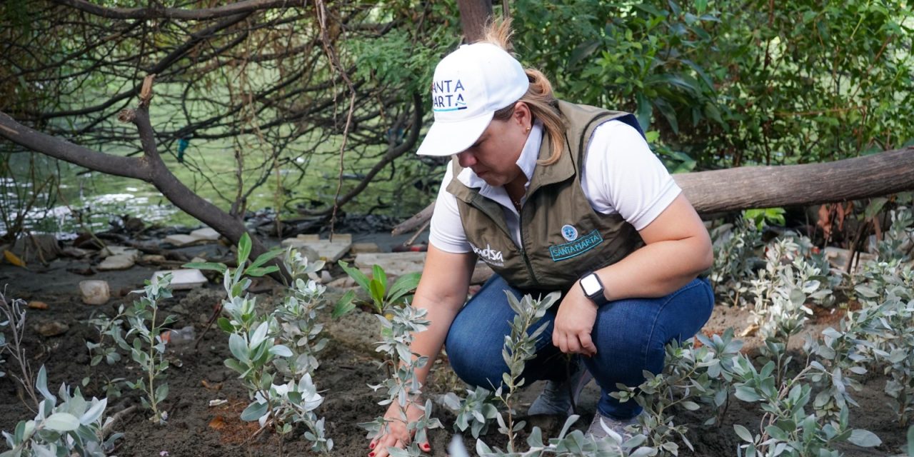 ¡Para cuidar al planeta!  DADSA siembra 2.200 mangles en sitios estratégicos de Santa Marta