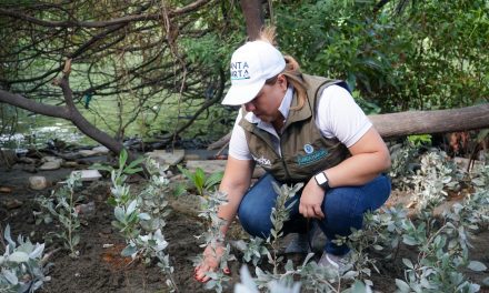¡Para cuidar al planeta!  DADSA siembra 2.200 mangles en sitios estratégicos de Santa Marta