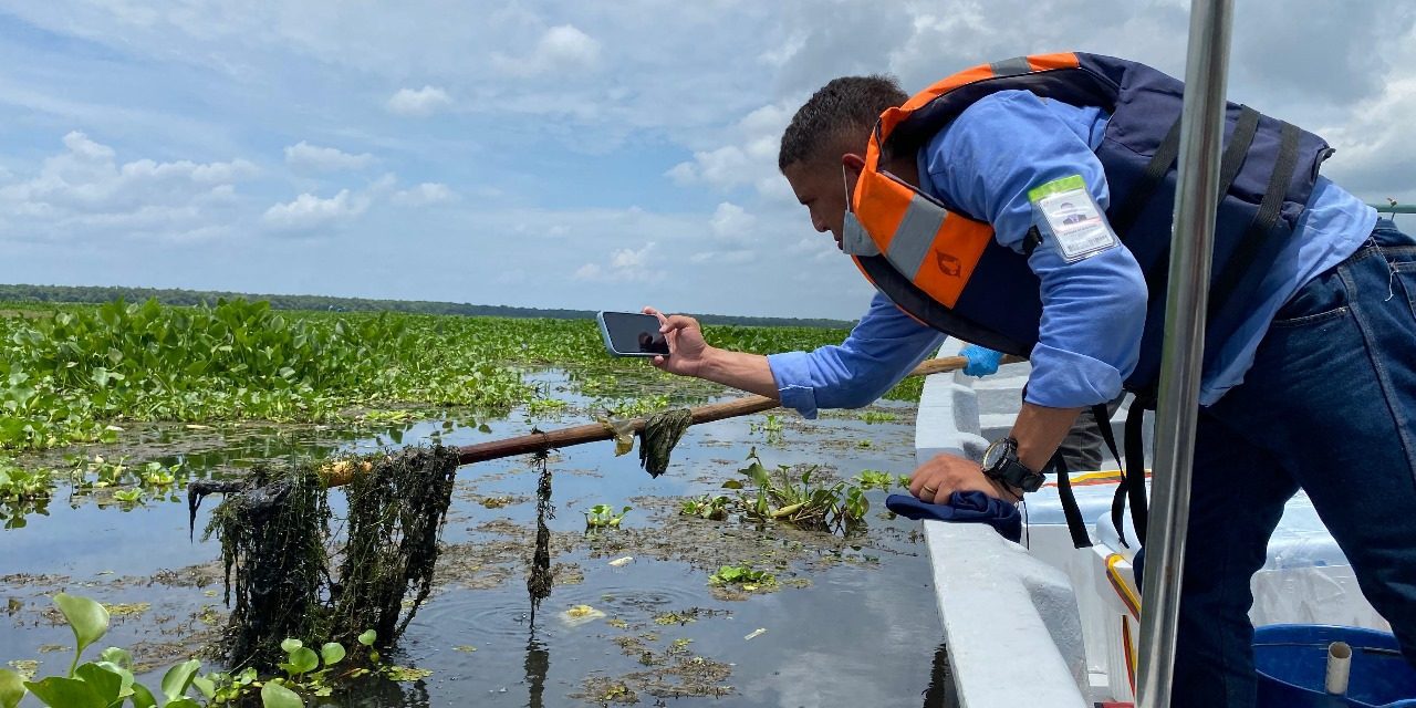 CORPAMAG en alerta, planta acuática invasora cada vez más vista en la Ciénaga Grande