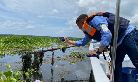 CORPAMAG en alerta, planta acuática invasora cada vez más vista en la Ciénaga Grande