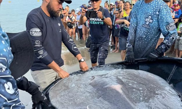 La Semana De Los Océanos, cerro con una gran liberación de tiburones y mantarrayas