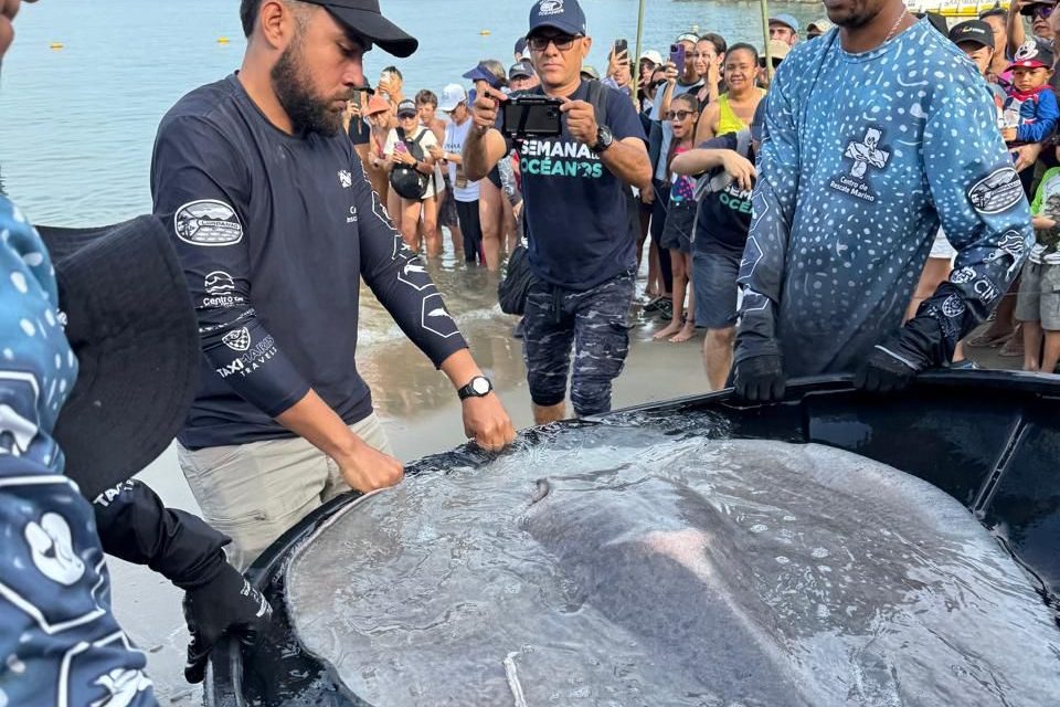 La Semana De Los Océanos, cerro con una gran liberación de tiburones y mantarrayas