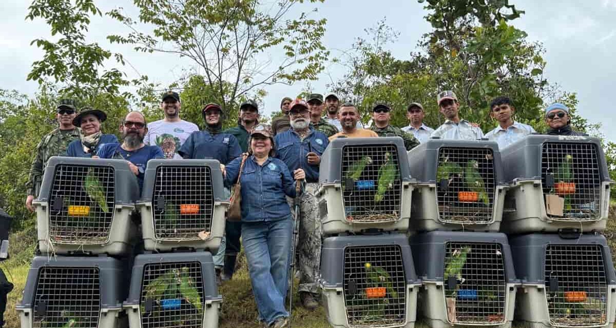 CORPAMAG y SecreAmbiente de Bogotá liberan más  180 animales rehabilitados en el CAVRFFS