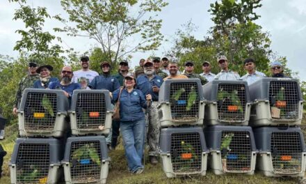 CORPAMAG y SecreAmbiente de Bogotá liberan más  180 animales rehabilitados en el CAVRFFS
