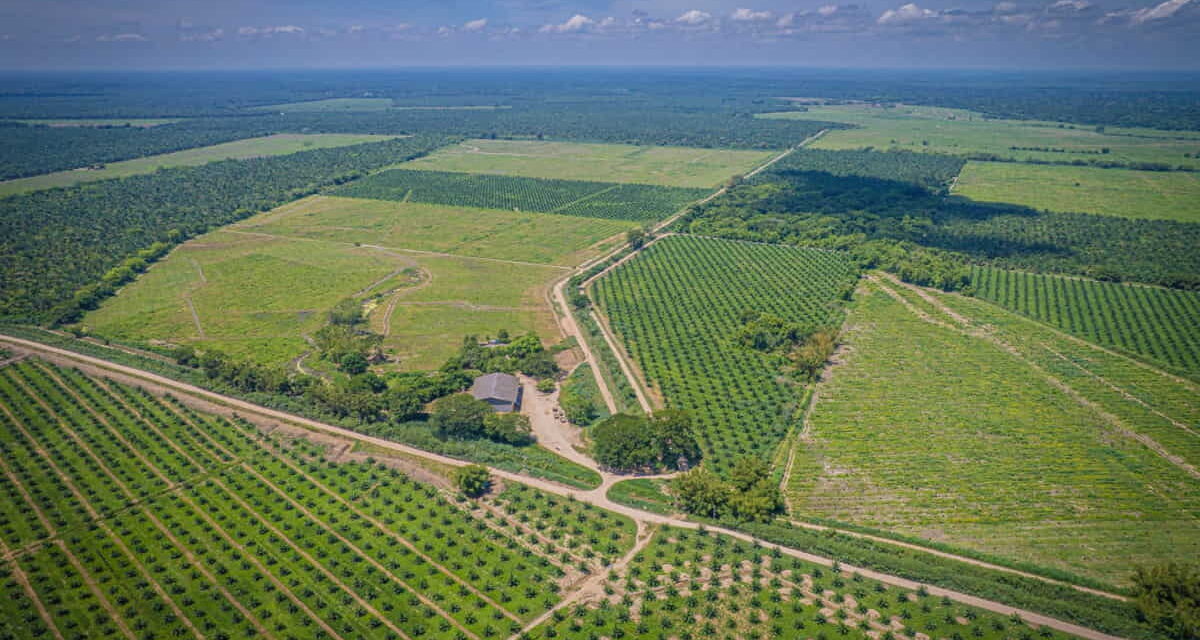En el Copey Cesar, está la primera  palmicultora del mundo certificada libre de deforestación