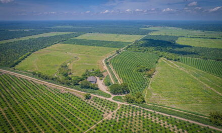 En el Copey Cesar, está la primera  palmicultora del mundo certificada libre de deforestación