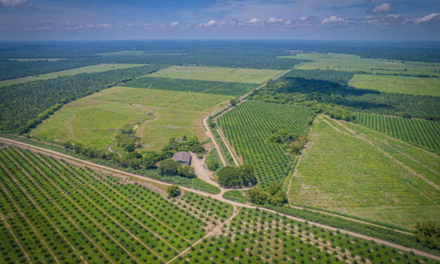 En el Copey Cesar, está la primera  palmicultora del mundo certificada libre de deforestación