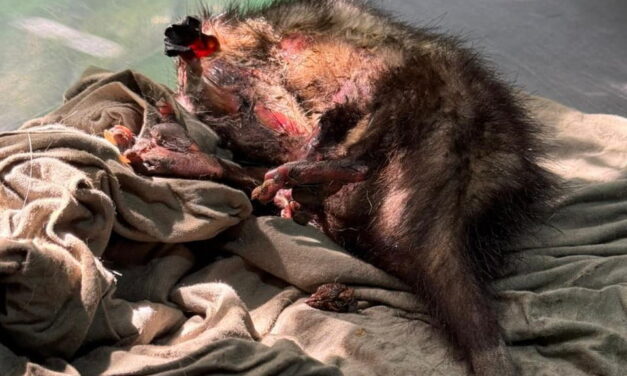 En CORPAMAG tratan de salvarle la vida a Zarigüeya victima de maltrato en Santa Marta