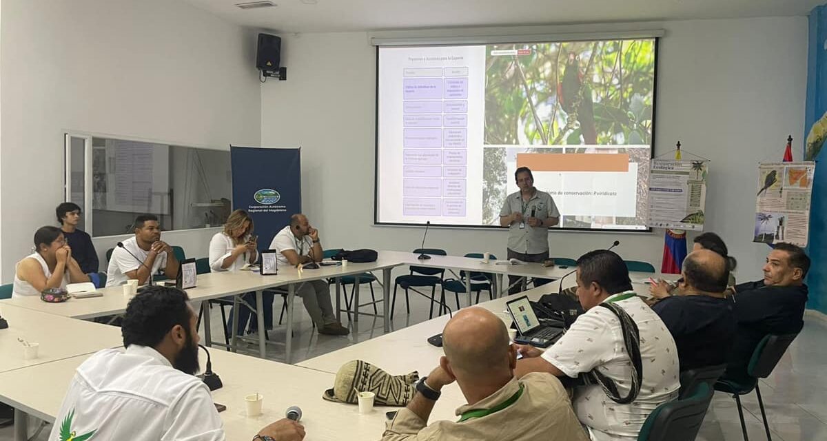 CORPAMAG y ProCAT trabajan en la construcción del Plan de Manejo para la Conservación de La Lora Serrana, especie endémica de la Sierra Nevada de Santa Marta