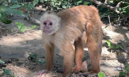 CORPAMAG le devuelve al bosque más de 90 ejemplares de fauna silvestre