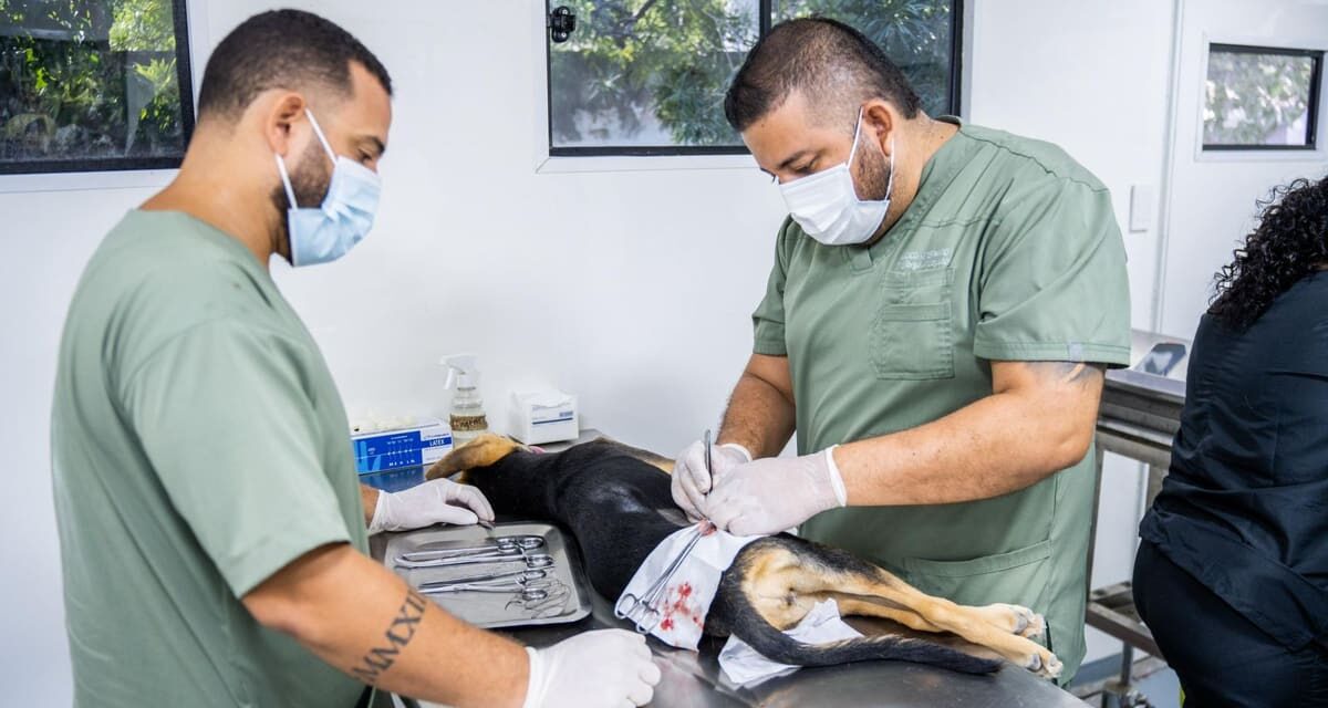 Control y bienestar de perros y gatos por parte de la Alcaldía llega a cifra récord 16.000 esterilizaciones