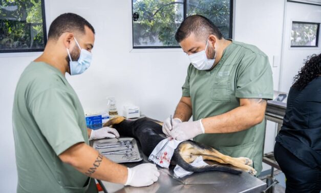 Control y bienestar de perros y gatos por parte de la Alcaldía llega a cifra récord 16.000 esterilizaciones