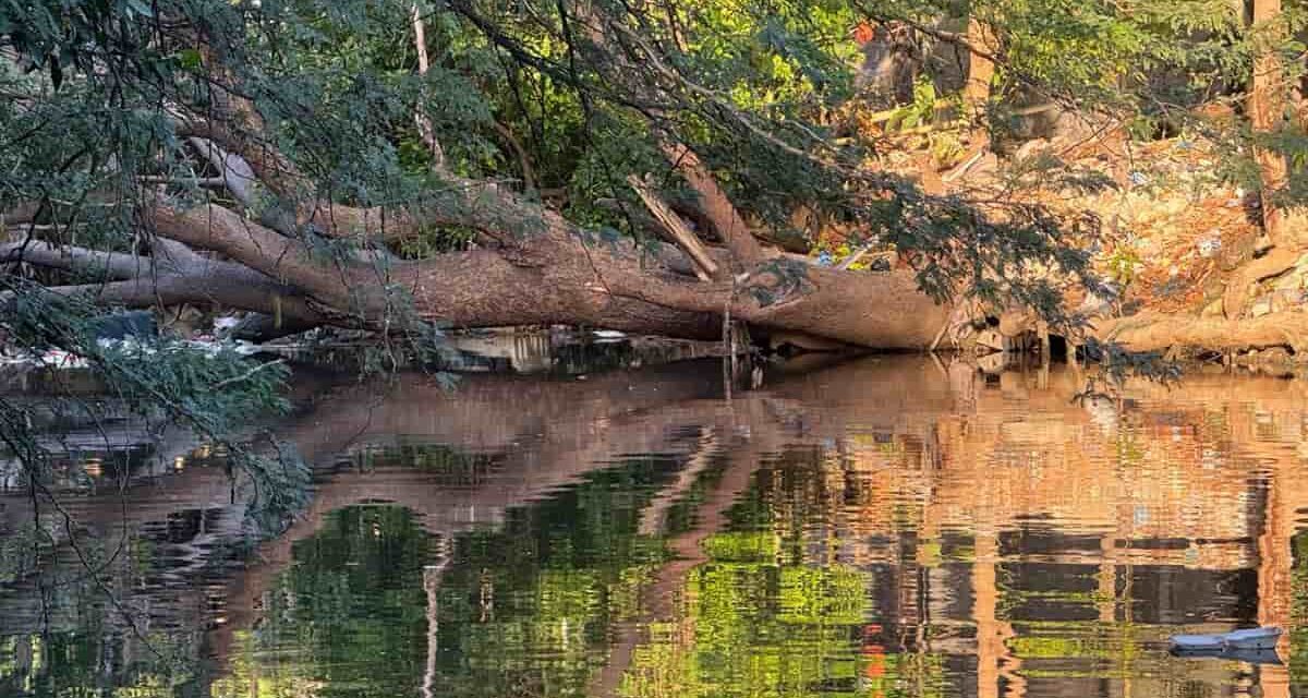 CORPAMAG, OGRIC y otros aliados, juntos por un río Manzanares saludable