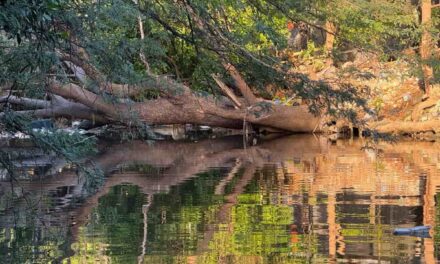 CORPAMAG, OGRIC y otros aliados, juntos por un río Manzanares saludable