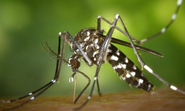 El Dengue ya mató y puede seguir matando en Santa Marta, Personería  reclama al MinSalud envío de vacunas