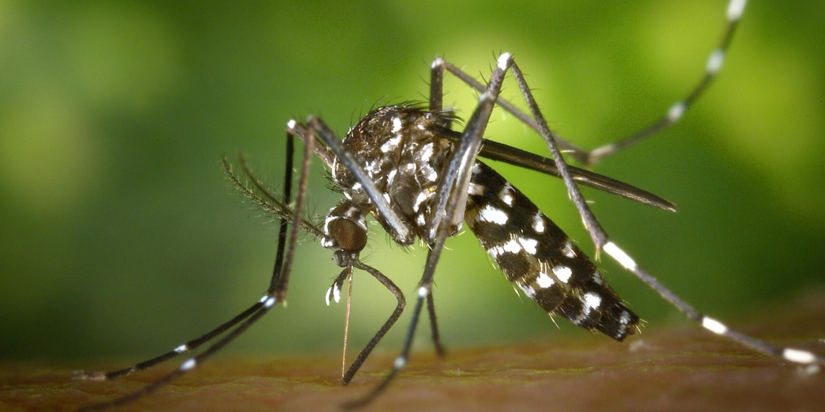 “Contra el Dengue debemos estar unidos desde el conocimiento”: UNIMAGDALENA