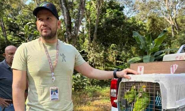 CORPAMAG, libera en Minca aves que fueron victimas de trafico y tenencia ilegal