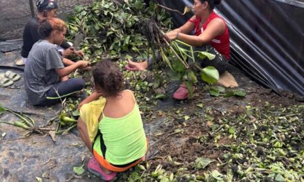 CORPAMAG impulsa proyecto productivo y de restauración en el Caño Clarín Nuevo, Ciénaga Grande de Santa Marta