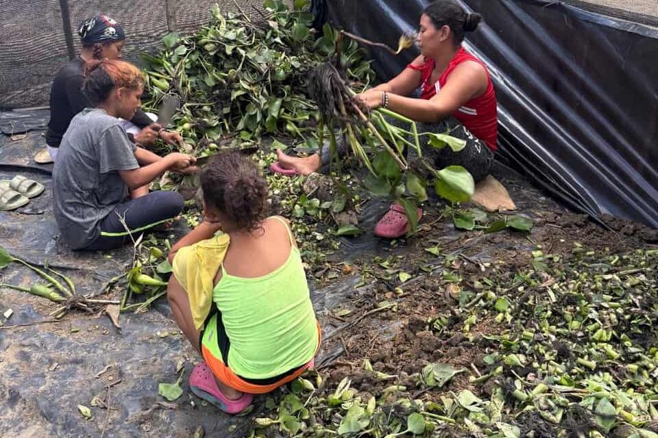 CORPAMAG impulsa proyecto productivo y de restauración en el Caño Clarín Nuevo, Ciénaga Grande de Santa Marta