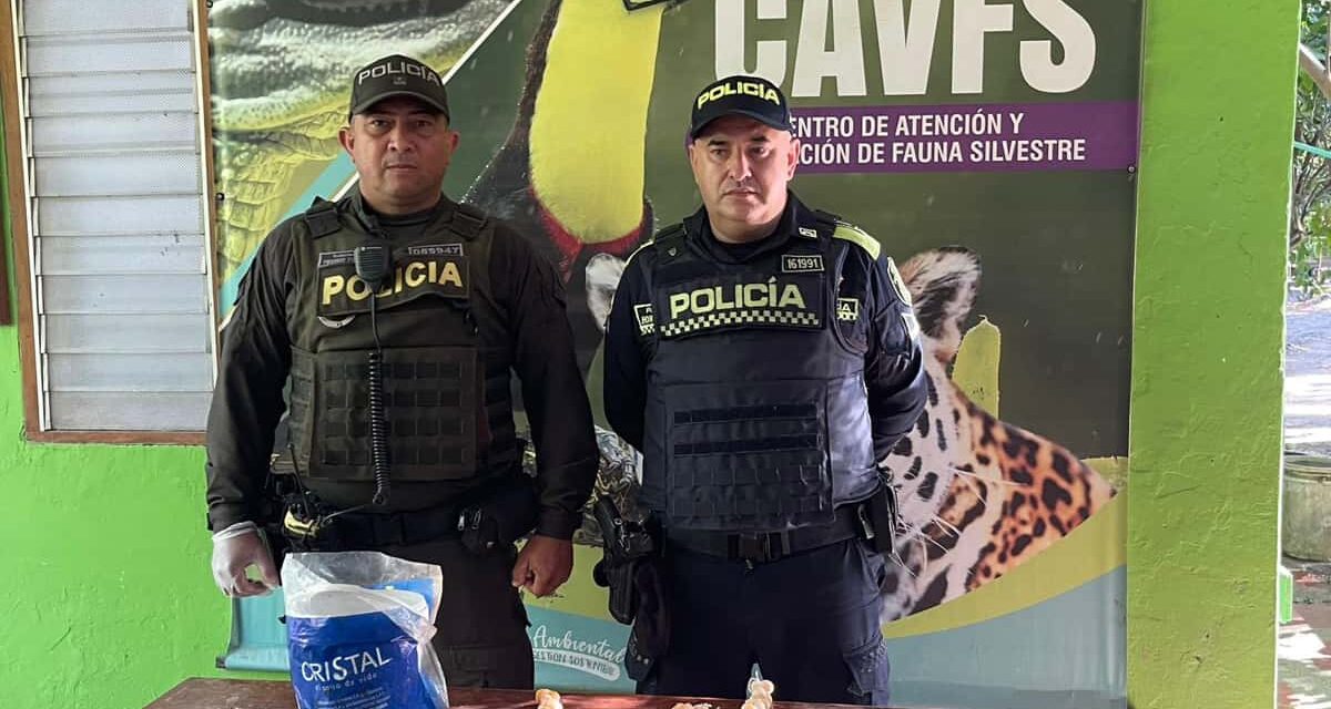 CORPAMAG y Policía mantienen su lucha contra la compraventa de huevos de Iguana