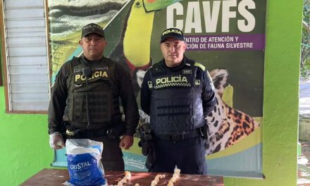 CORPAMAG y Policía mantienen su lucha contra la compraventa de huevos de Iguana
