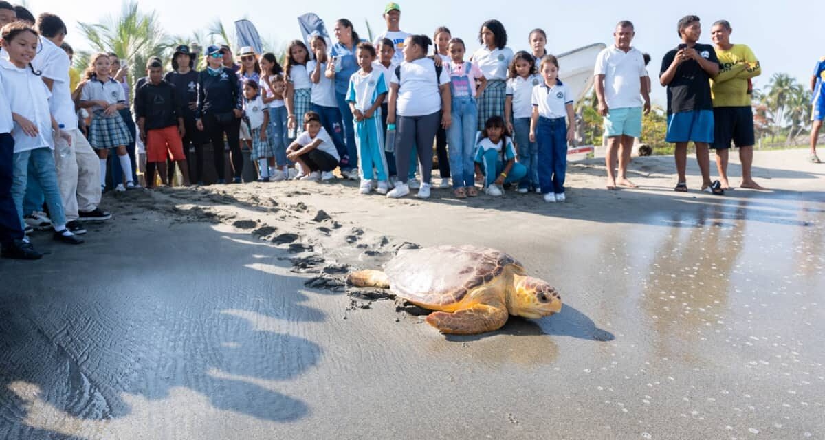 En Ciénaga: CORPAMAG Y Fundación CIM Caribe liberan 41 tortugas Caguamas