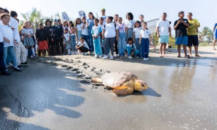 En Ciénaga: CORPAMAG Y Fundación CIM Caribe liberan 41 tortugas Caguamas