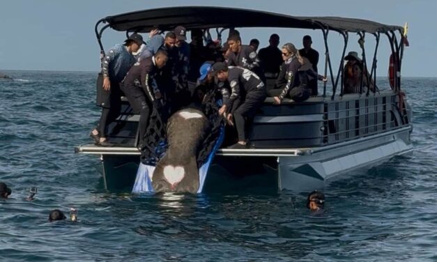 ‘Ciruelito’: 365 días después de vuelta al mar, gracias al Centro de Rescate de Fauna Marina