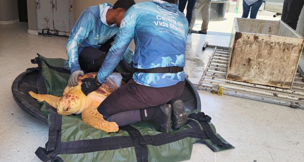 Pescadores del barrio Puerto Carreño se visten de héroes tras rescate de tortuga Caguama
