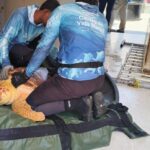 Pescadores del barrio Puerto Carreño se visten de héroes tras rescate de tortuga Caguama